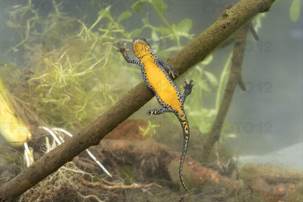 Alpine Newt