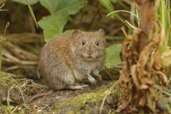 Bank voles