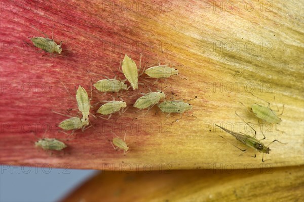 Green-striped plantlouse