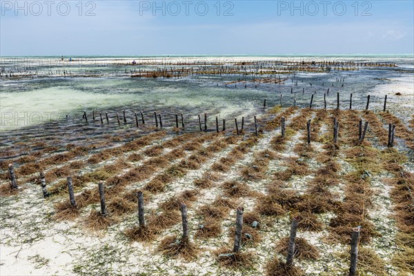 Red algae