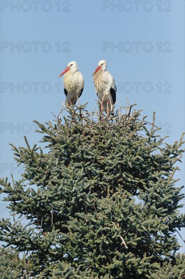 Weissstorchen Paar steht waehrend der Paarungszeit in ihrem Nest inmitten der Baumkrone einer grossen Fichte