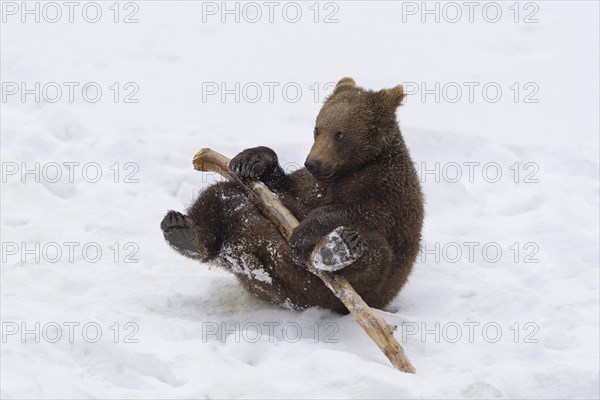 European Brown Bear