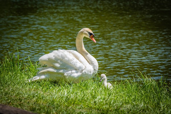 Swan