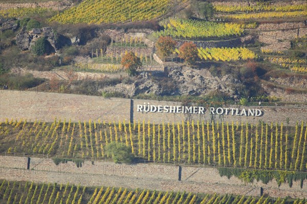 Vineyards and with vines at the Ruedesheimer Rottland in autumn in Ruedesheim