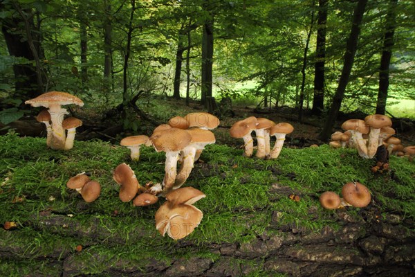 Group of honey fungus