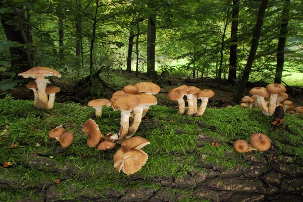 Group of honey fungus