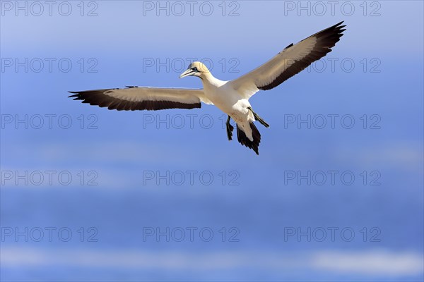 Cape Gannet