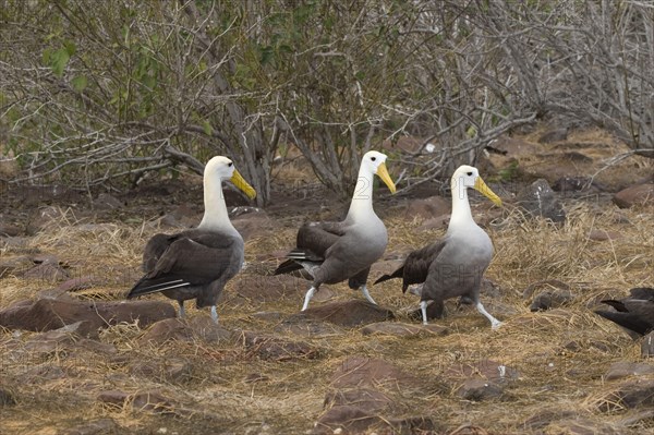 Waved Albatross