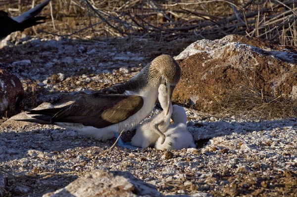 Young blue-footed booby