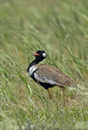 Northern Black Korhaan