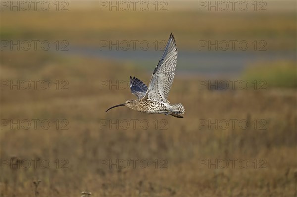 Eurasian curlew