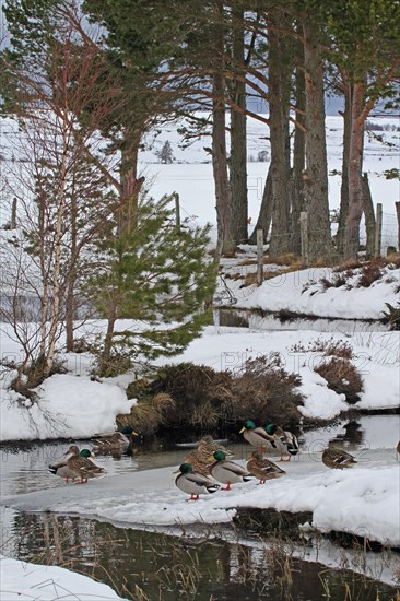 Mallard Duck