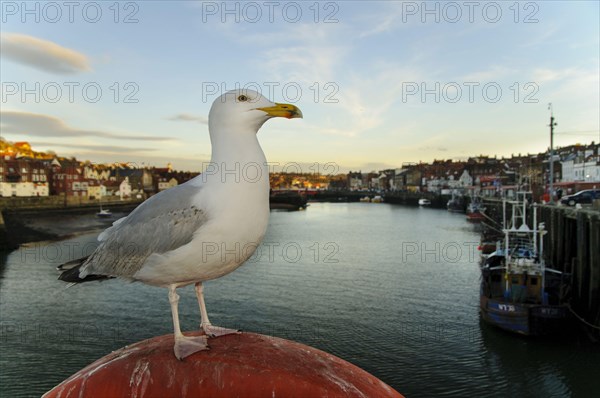 Herring Gull