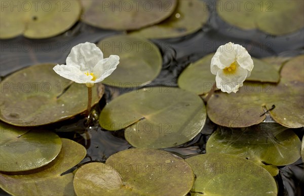 Common Frogbit