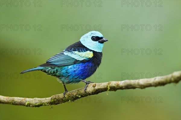 Blue-necked Tanager