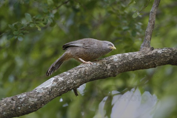 Yellow-billed Babbler