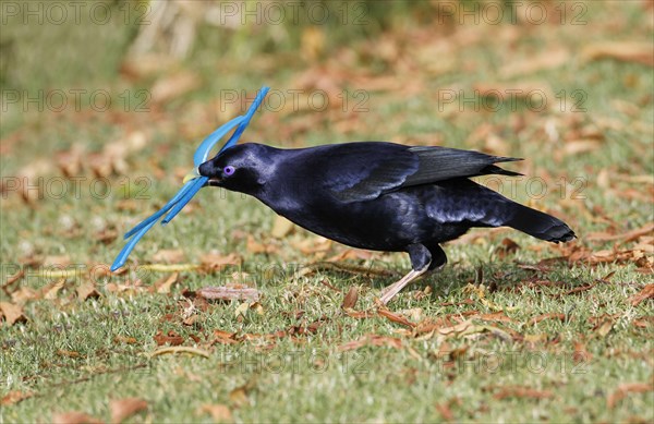 Silk Bowerbird