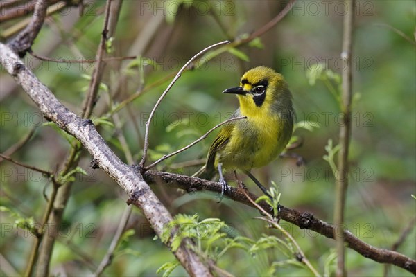 Bonin White-eye