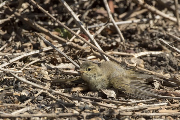 Chiffchaff