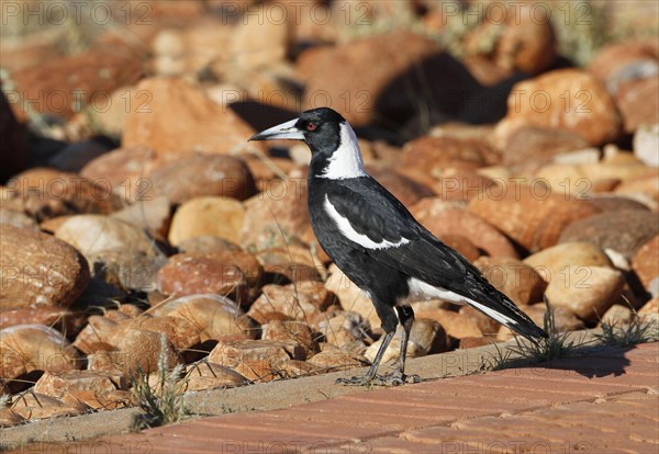 Black-backed Flutebird