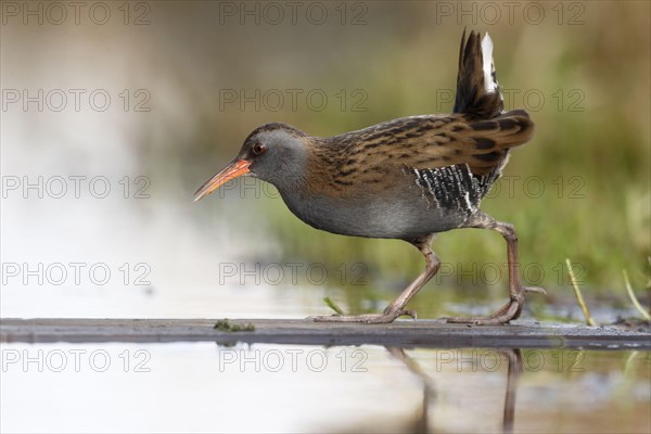 Water Rail