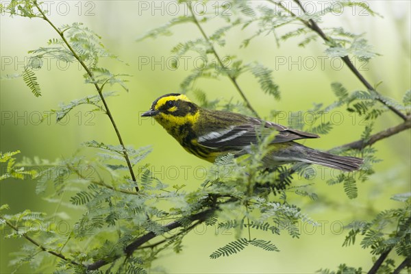 Townsend's Warbler