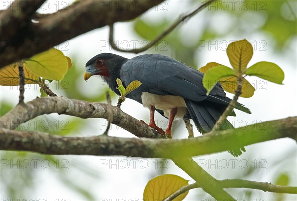 Red-throated caracara