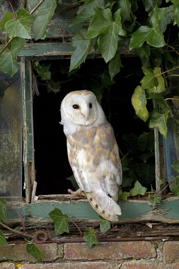 Common barn owl