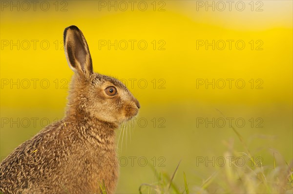 European Hare