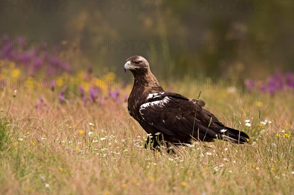 Spanish imperial eagle