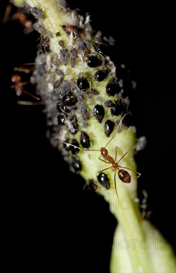 Asian weaver ant