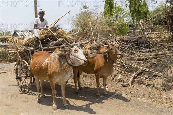 Man with bullock cart