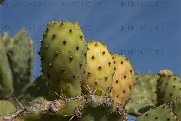 Cactus pear