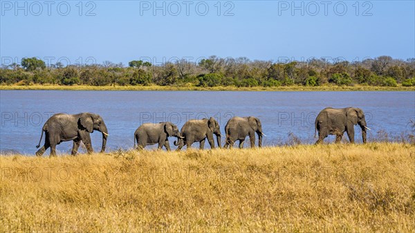 Elephants on their way to the bath