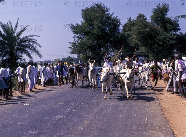 Bullock cart race or Rekla race in Madurai