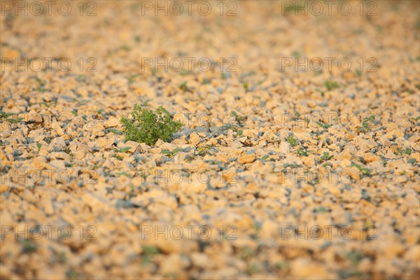 Stone field with green tuft of grass in Karlstadt am Main