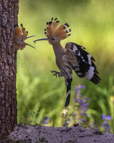 Hoopoe