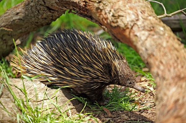 Short-beaked Echidna