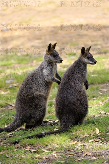 Swamp wallaby