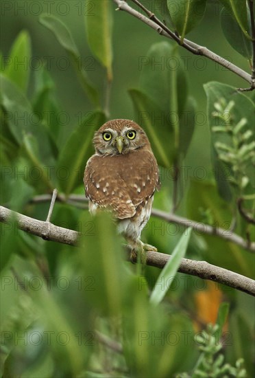 Adult Ferruginous Pygmy Owl