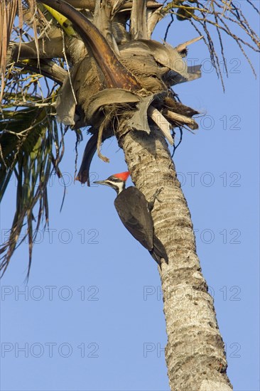 Pileated Woodpecker