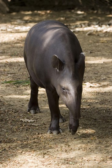 Lowland tapir