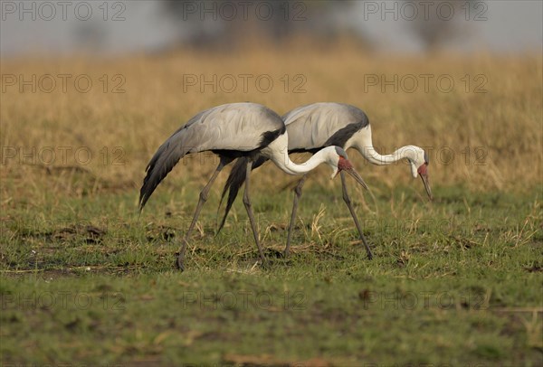 Wattled Crane