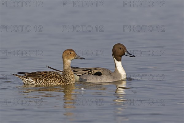 Northern pintail