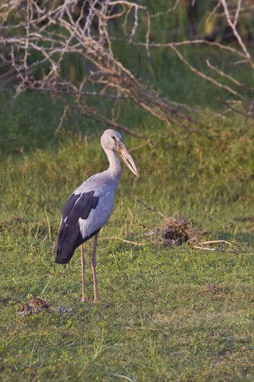 Silver Clawbill