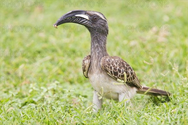 African african grey hornbill