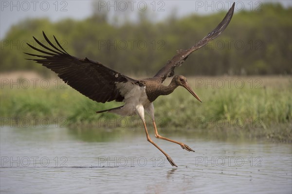 Young black stork