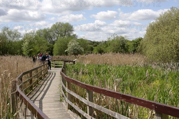 Birdwatcher on a boardwalk through reeds in flooded former gravel pit