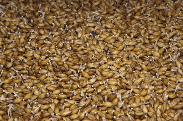 Barley