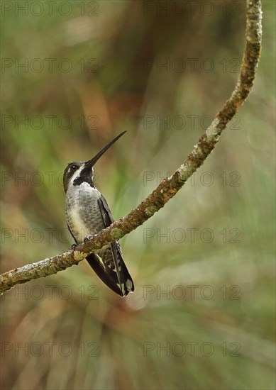 Long-billed Starthroat